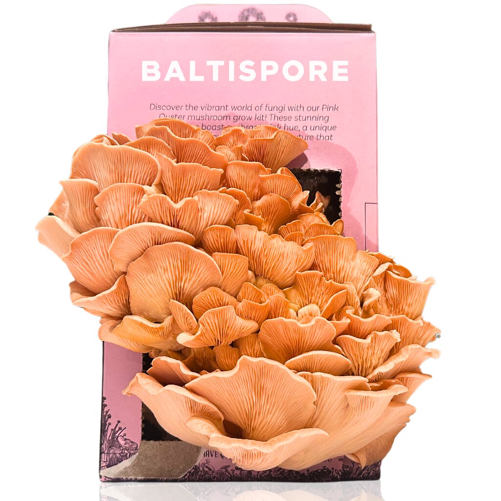 A handout photo from Baltispore of their Pink Oyster “Ready-To-Fruit” Mushroom Grow Kit.