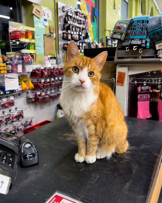 A young Benjamin at the hardware store.