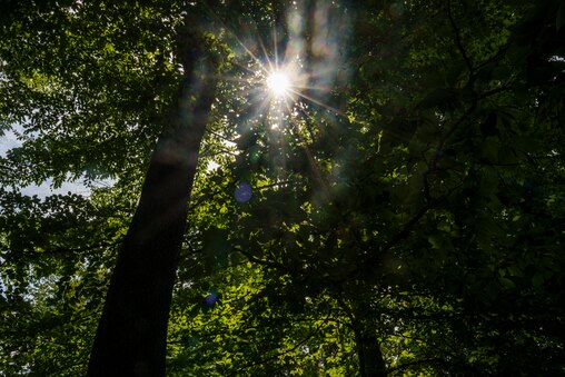 The sun shines through the trees after a prior day filled with thunderstorms at the Donaldson Brown Riverfront Event Center in Port Deposit, MD on June 20, 2025.