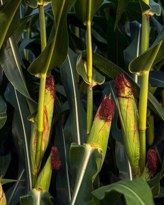 Corn cobs at the Emory Farm on August 4th, 2022 in Queenstown Maryland