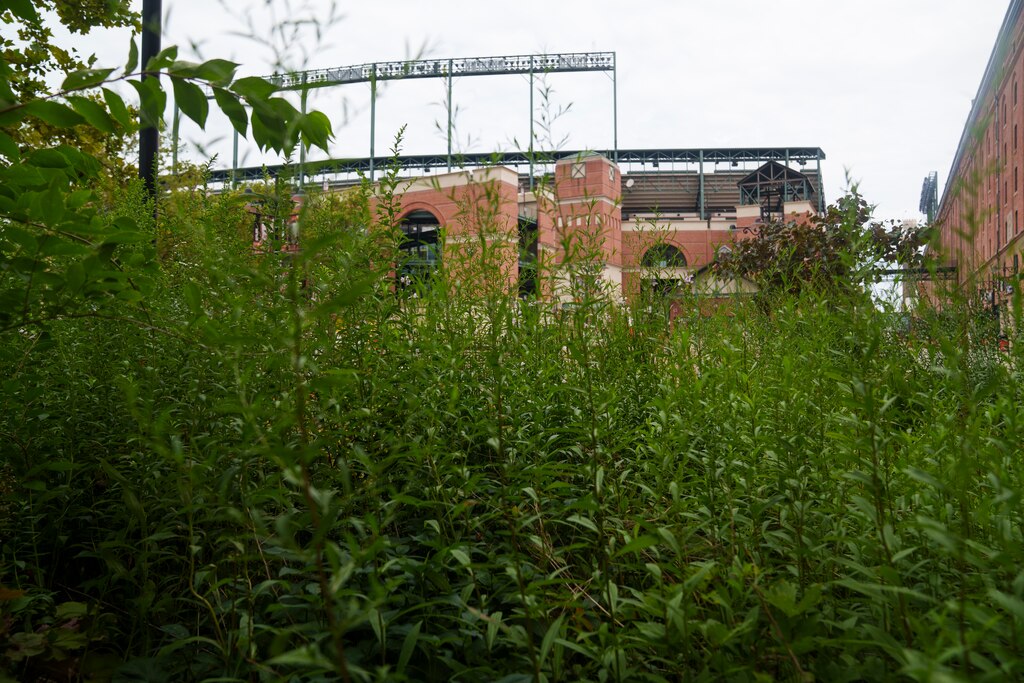 Friday, July 18, 2025 — The Orioles stadium is seen right ahead of the garden at Oriole Park at Camden Yards.