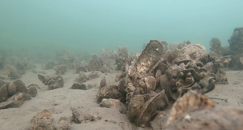 Oyster restoration in Maryland’s Harris Creek.