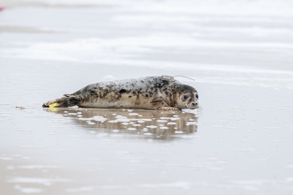 National Aquarium Animal Rescue staff and volunteers release a rehabilitated grey seal named "Arcadia" at Assateague Island State Park on Thursday, May 22, 2025.