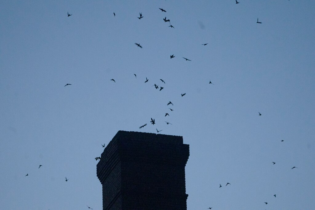 Each September, thousands of chimney swifts spend the night in Hampden's old bookbindery as they journey from Canada to South America. This year, could be the last as the building has been purchased and possibly slated for demolition.