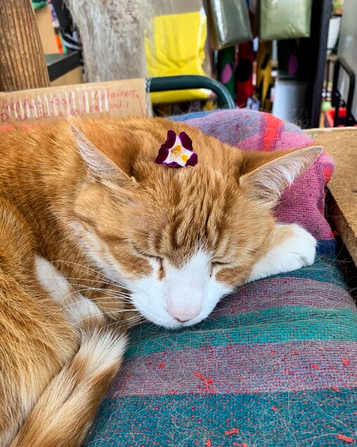 Benjamin could often be found napping throughout the store.