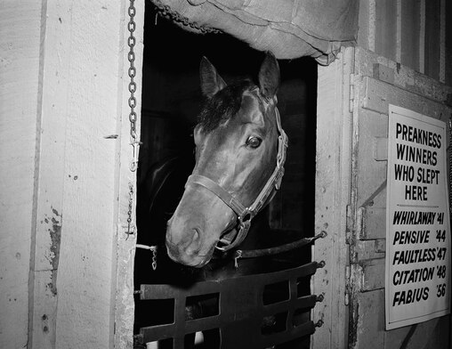 Kentucky Derby winner Tim Tam hopes this winning atmosphere is contagious on May 17, 1958 at Pimlico, where he's planning to add the Preakness to his Laurels.