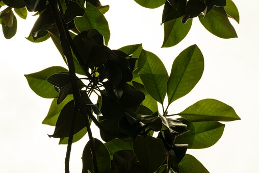 The leaves of a southern magnolia tree grow healthily with magnolias still blooming during its off season at the Donaldson Brown Riverfront Event Center in Port Deposit, MD on June 20, 2025.