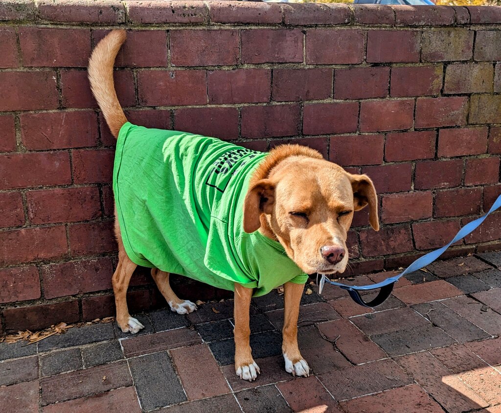 OK, this photo of a dog wearing an Angela Alsobrooks t-shirt has little to do with climate change, but he was at her tour of City Dock in Annapolis on Oct. 16, 2024.