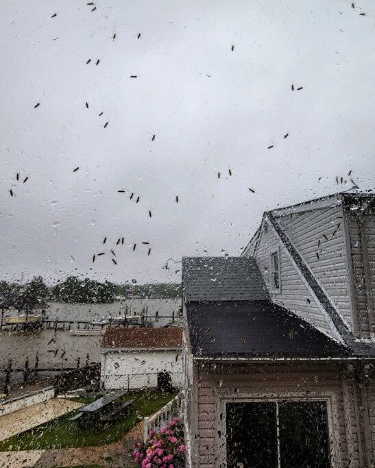 Keith Taylor's house in Edgemere shows swarms of midges.