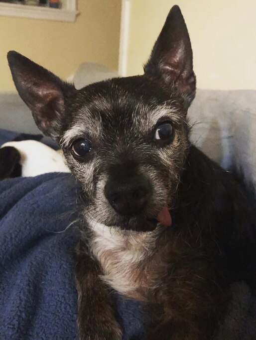 Ed, a small black dog with white fur around his eyes, sits on a blanket.