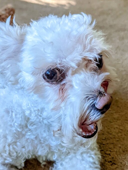 I've had dogs almost for my whole life. The thought of being without one is frightening.