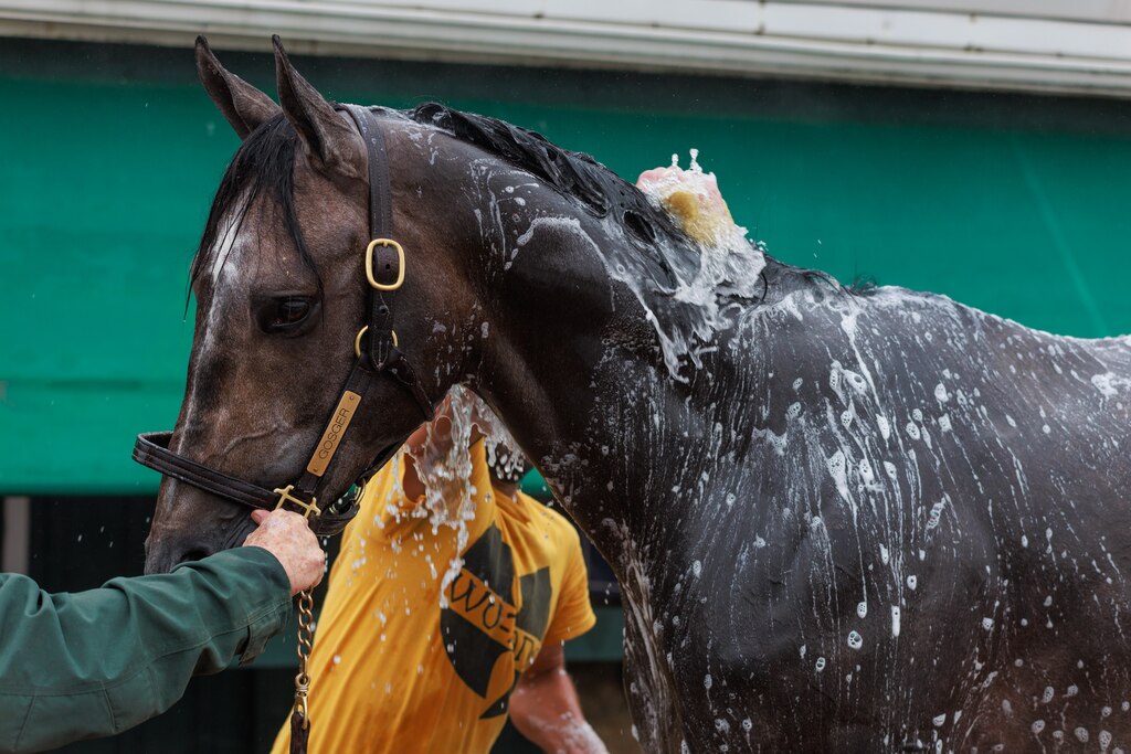 Gosger gets bathed after training at Pimlico Race Course in Baltimore, MD on May 14 2025 ahead of the 150th Preakness Stakes.