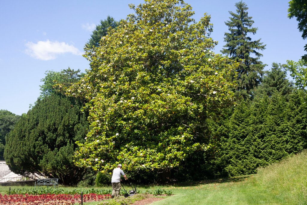A State Champion saucer magnolia is seen here at Hampton Historic Site.