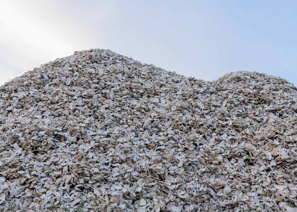 Oyster shells are piled high in Crisfield, MD on April 16, 2025.