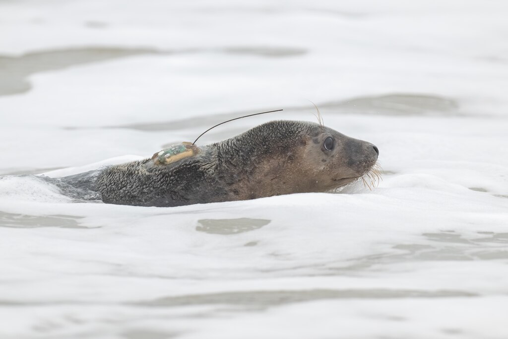 National Aquarium Animal Rescue staff and volunteers release a rehabilitated grey seal named "Arcadia" at Assateague Island State Park on Thursday, May 22, 2025.
