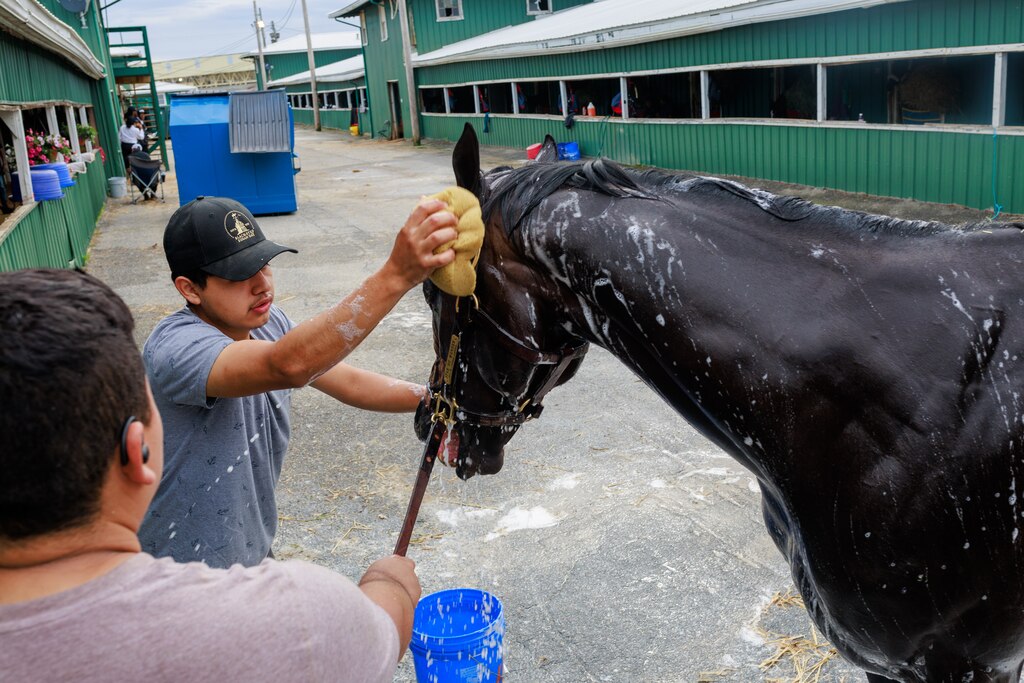 Horses get washed in the stables the morning of The Preakness Stakes at Pimlico Race Course on Saturday, May 17, 2025, in Baltimore.