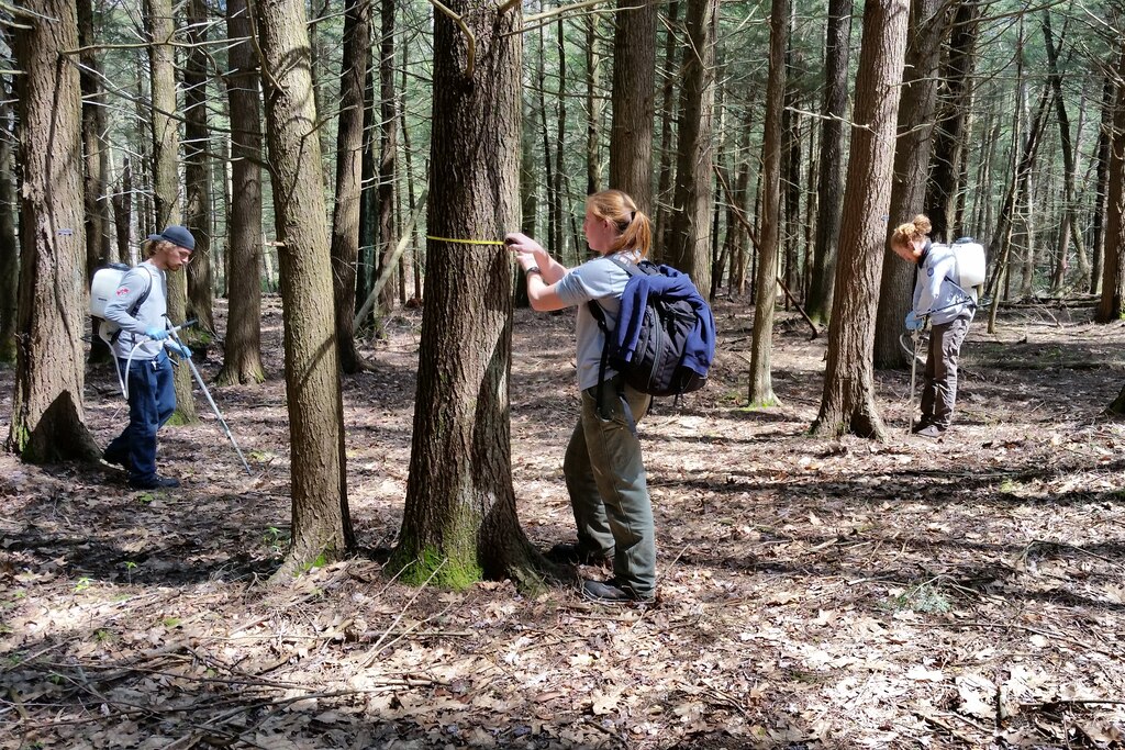 Maryland Conservation Corps members treat trees for the hemlock woolly adelgid in 2016.