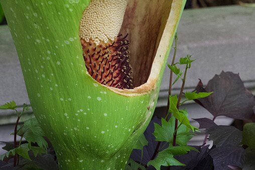 The Amorphophallus titanum, or better known as the “Corpse Flower”, bloomed in the early morning hours of July 22, 2024 at the US Botanical Gardens. The garden is home to two of the flowers, with one still waiting to bloom. The corpse flower is known for its pungent smell and blooms for just 2-3 days once every two to three years and can grow up to 8 feet tall. Today people lined up to selfie, FaceTime loved ones and inspect the interesting flower. (Kaitlin Newman / The Baltimore Banner)