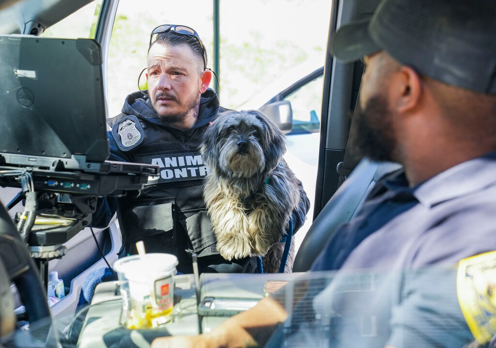 Animal Enforcement Officer holds a stray dog as the officer enters the dogs information in their system.