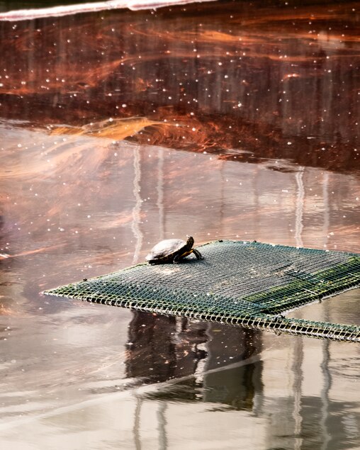 Turtles on a manmade island surrounded by an oil spill at an inlet at S. Caroline Street and Lancaster Street, near the Crossroads Charter School, on Thursday, June 5, 2025, after an oil spill nearby on Wednesday.