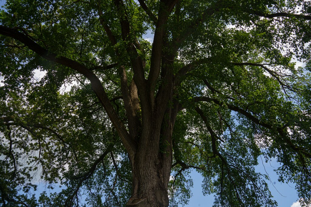 A big elm tree stands tall in front of the Donaldson Brown Riverfront Event Center in Port Deposit, MD on June 20, 2025.