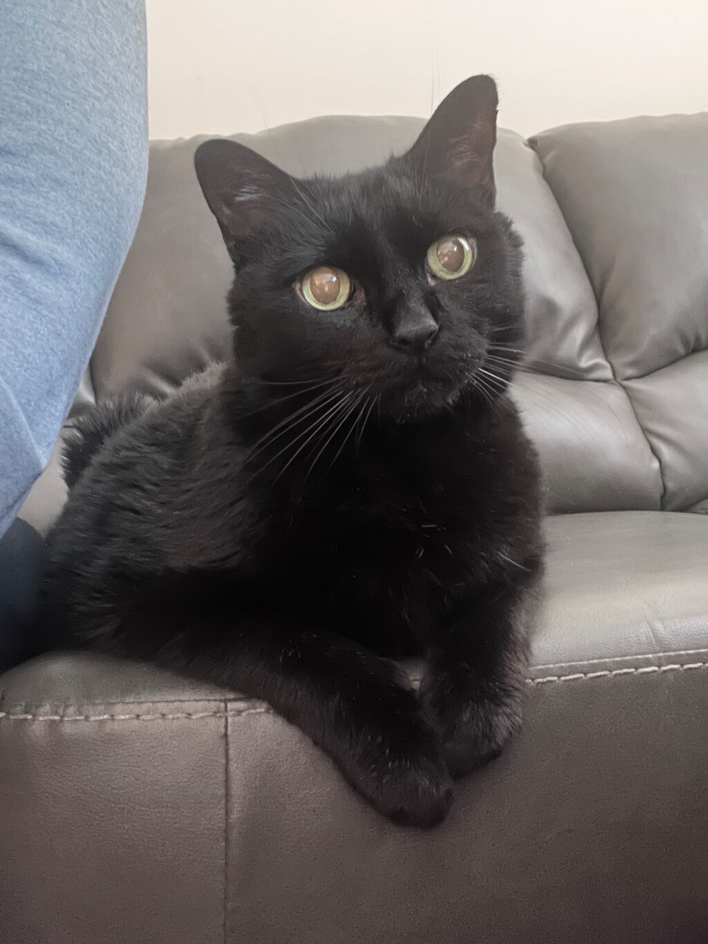Norby, a black cat, with big green eyes, sits on a black leather couch.