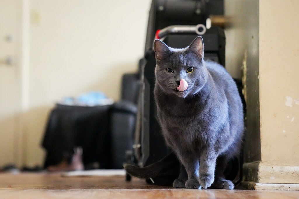 King listens to a conversation between residents in an apartment at the Lakeside Homes at Holiday Heights in Lansdowne on July 3, 2024. Residents have had to adopt cats to help hunt down the rodents throughout the apartment complex.