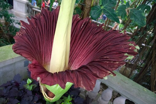 The Amorphophallus titanum, or better known as the “Corpse Flower”, bloomed in the early morning hours of July 22, 2024 at the US Botanical Gardens. The garden is home to two of the flowers, with one still waiting to bloom. The corpse flower is known for its pungent smell and blooms for just 2-3 days once every two to three years and can grow up to 8 feet tall. Today people lined up to selfie, FaceTime loved ones and inspect the interesting flower. (Kaitlin Newman / The Baltimore Banner)