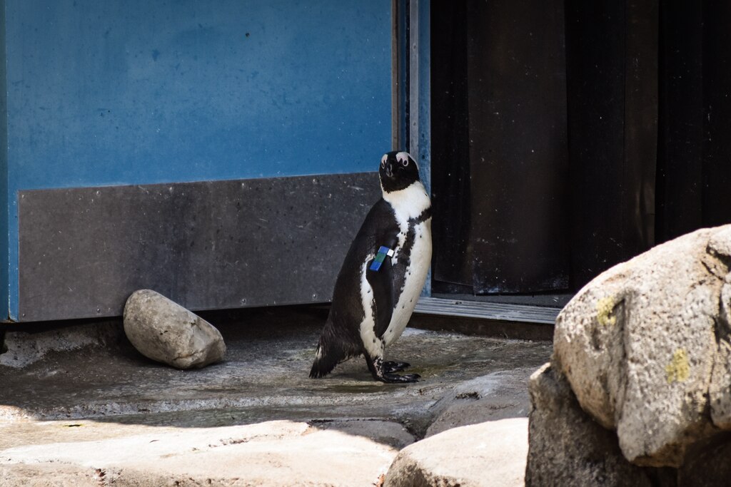 An African penguin considers waddling inside, likely to cool off in the air conditioning on June 25, 2025 at the Maryland Zoo in Baltimore.