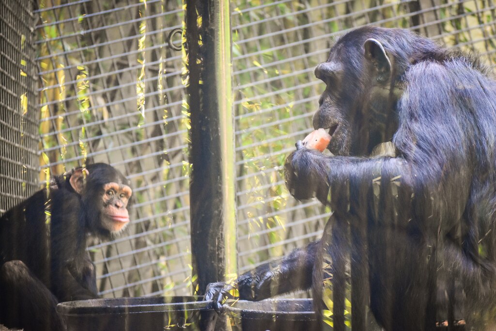 A young chimpanzee and an older chimpanzee are seen eating frozen fruit