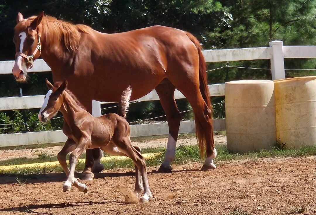 Hope, a mare rescued by Orioles pitcher Cole Irvin and his wife Kristen Beat, watches over her yet-to-be-named foal. (Photo courtesy of Kristen Beat)