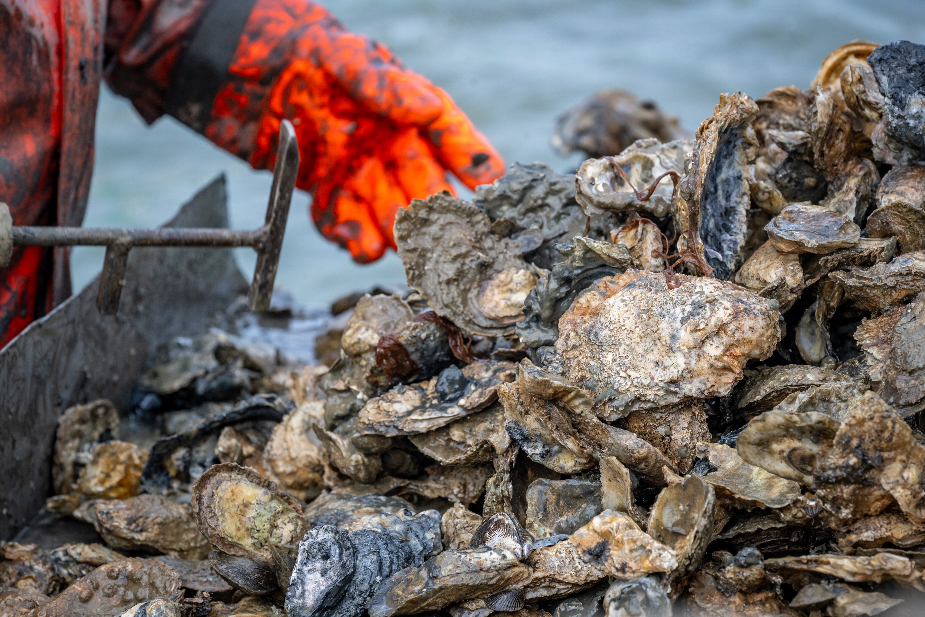 Capt. Tyrone Meredith, a fifth generation waterman, sorts through oysters being pulled from Broad Creek on his last oyster harvest of the season. 