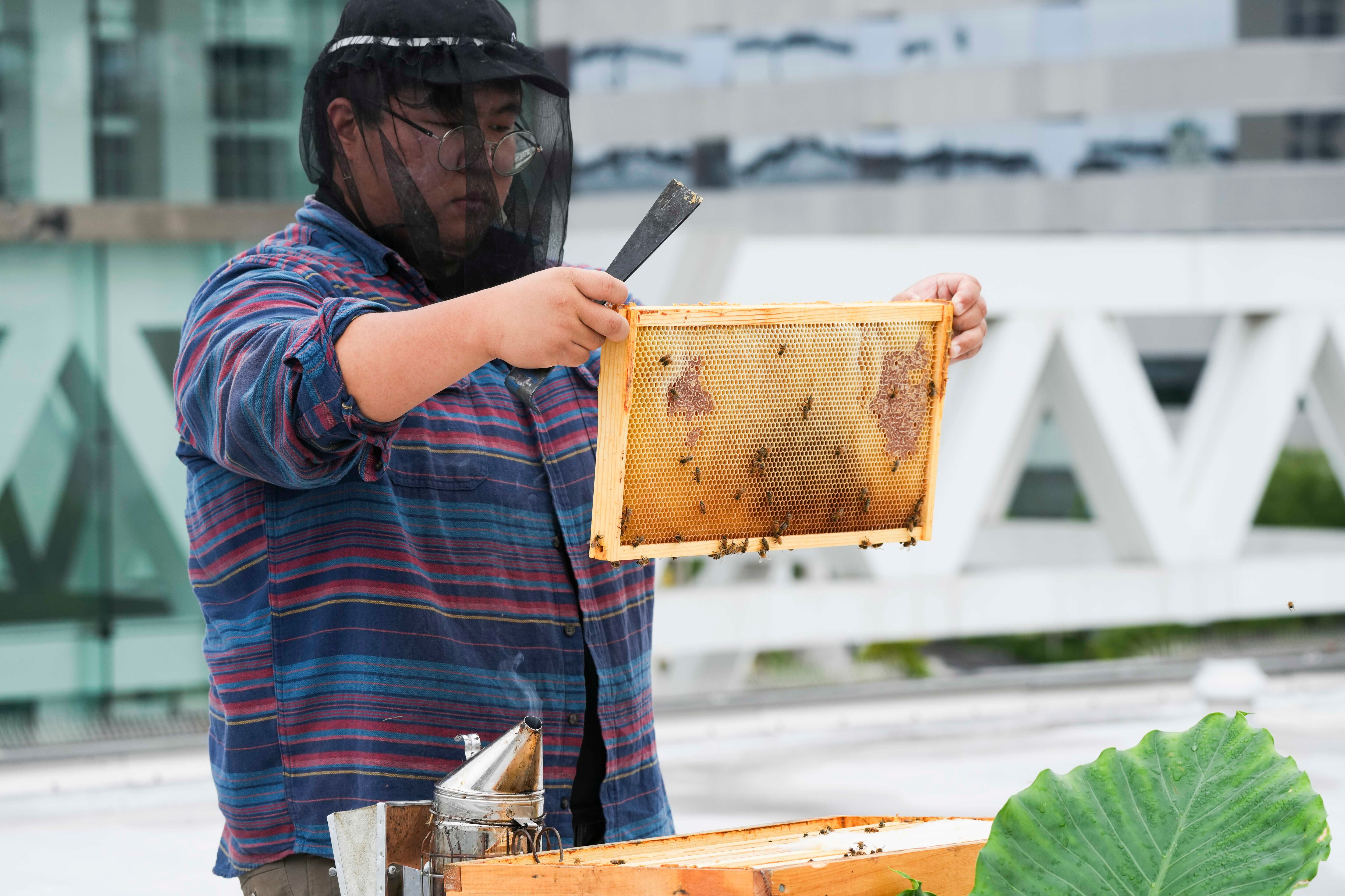 Solomon Jeong checks on the bees on the roof of the Baltimore Convention Center.