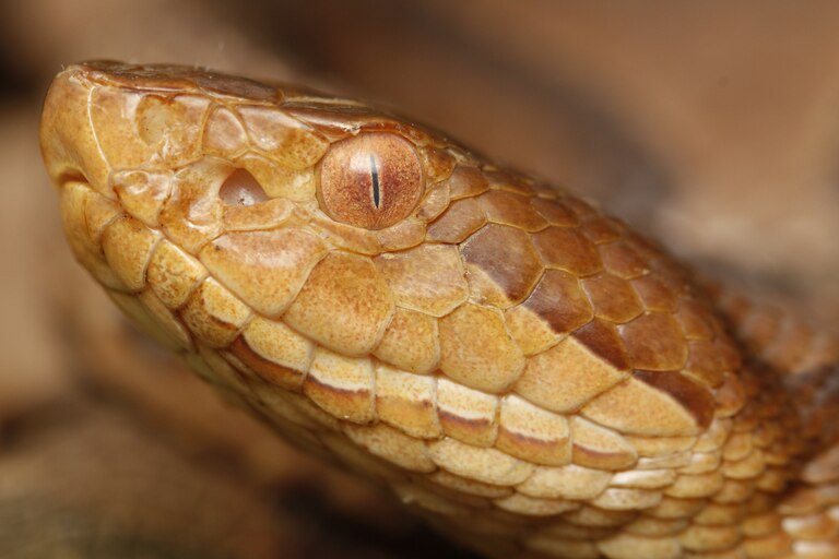 The snakes have shovel-shaped heads and chestnut-colored crossbands along their body