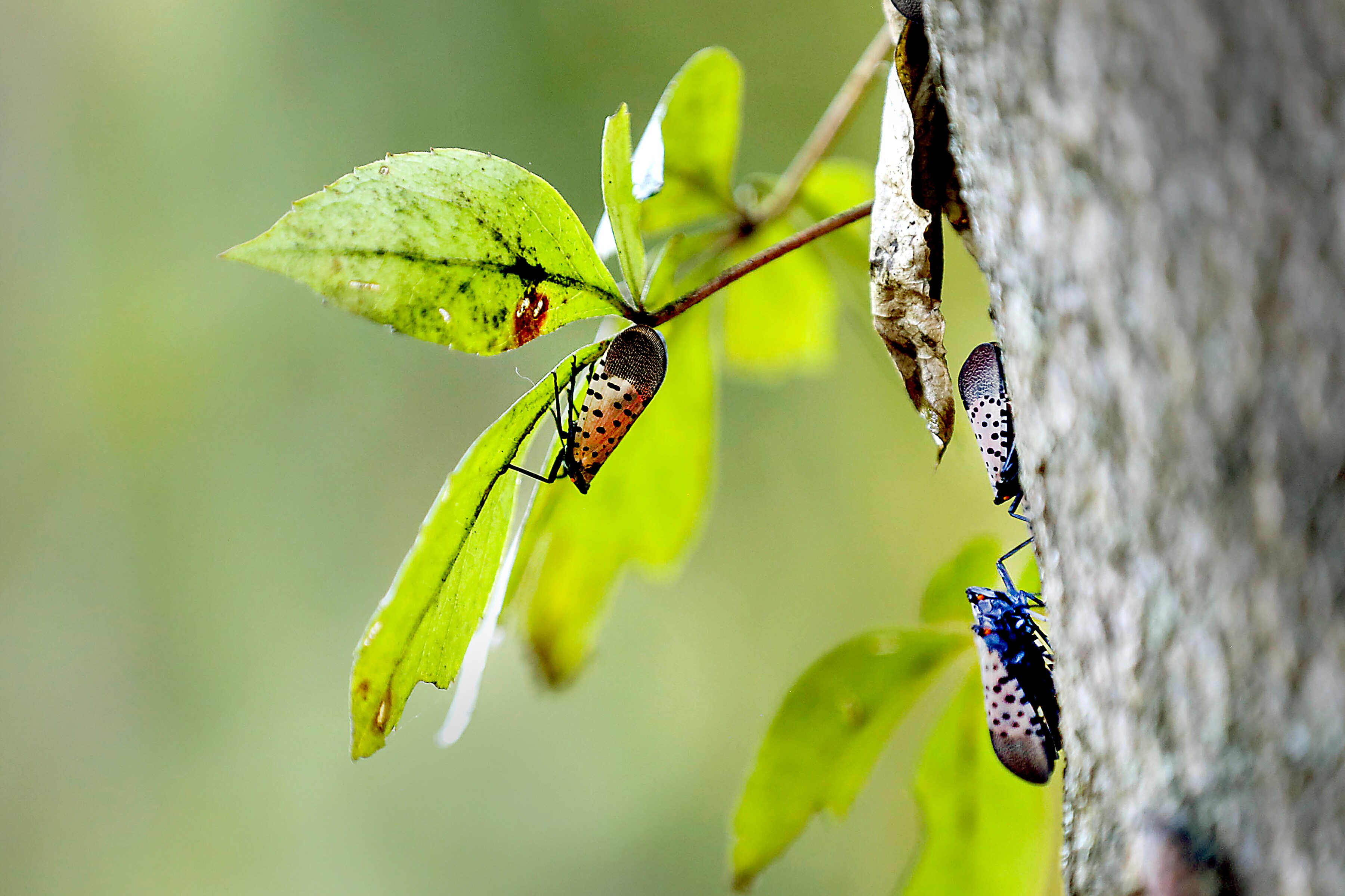 Invasive spotted lanternflies are appearing all over Maryland and pose a particular threat to grape vines.