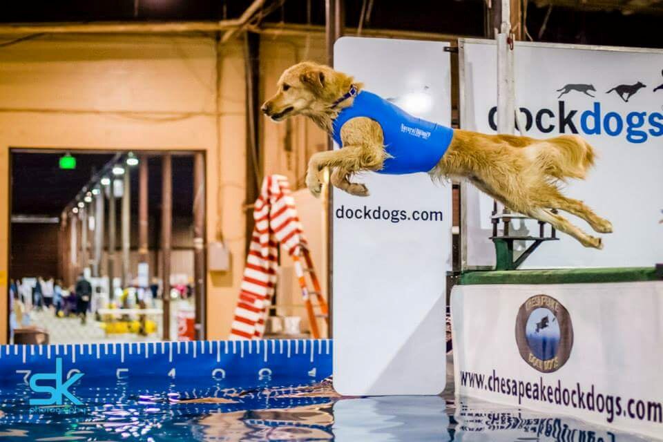 A dog leaps at a prior World of Pets expo.
