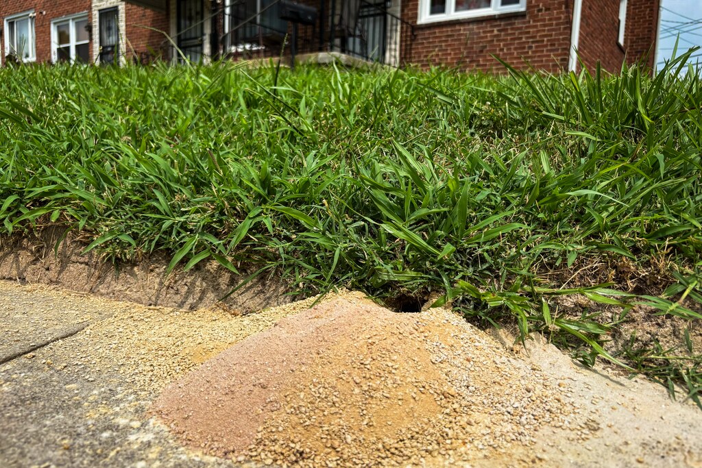 FRIDAY, AUG 1, 2025 - Residents of Bonview Avenue in the Belair-Edison neighborhood noticed for three weeks they had not been delivered their mail, with no notice from their local post office. This street and adjoining streets have an unusual number of cicada killer wasps that come every year and burrow holes in the lawns.