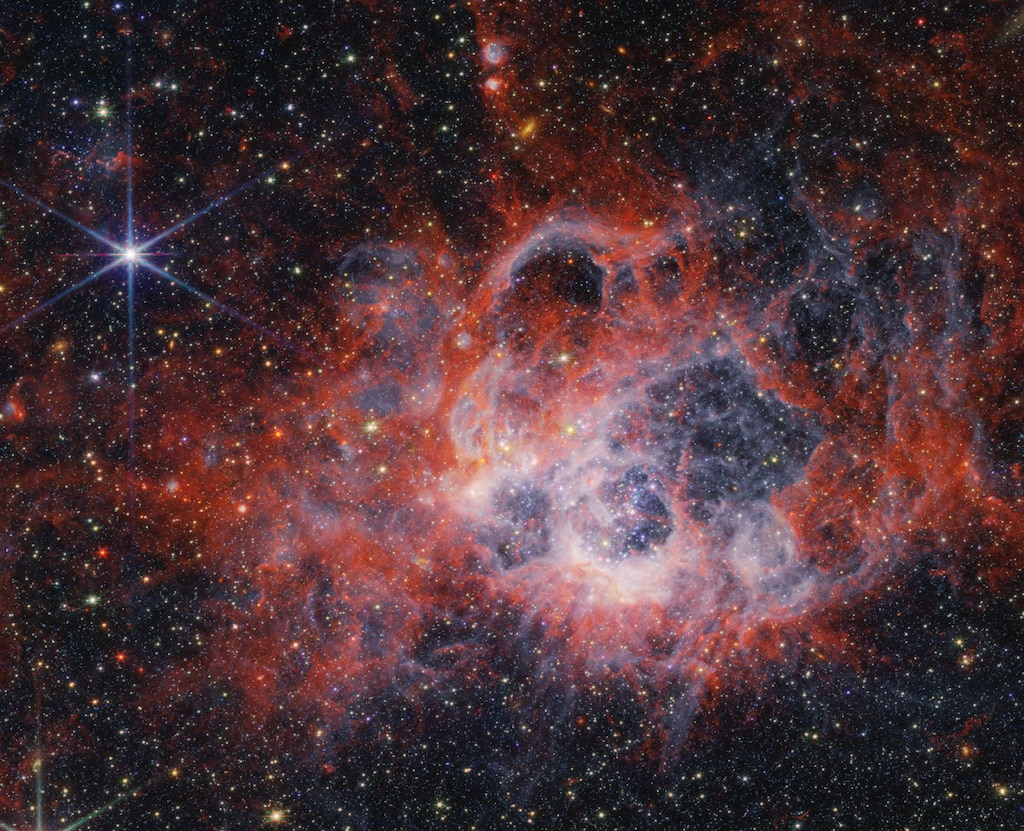 his image from NASA’s James Webb Space Telescope’s NIRCam (Near-Infrared Camera) of star-forming region NGC 604 shows how stellar winds from bright, hot young stars carve out cavities in surrounding gas and dust.
The bright orange streaks in this image signify the presence of carbon-based molecules known as polycyclic aromatic hydrocarbons, or PAHs. As you travel further from the immediate cavities of dust where the star is forming, the deeper red signifies molecular hydrogen. This cooler gas is a prime environment for star formation. Hydrogen ionized by ultraviolet radiation appears as a white and blue ghostly glow.