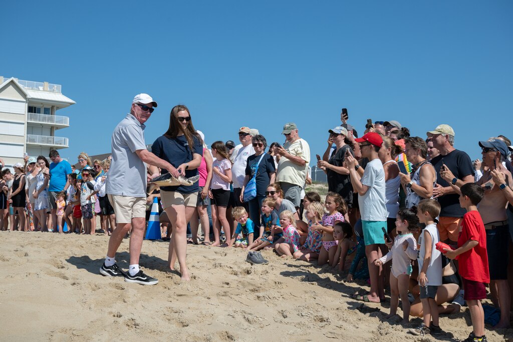 A crowd watches as Ocean City Mayor Rick Meehan and a National Aquarium staff member carry a sea turtle through the sand.