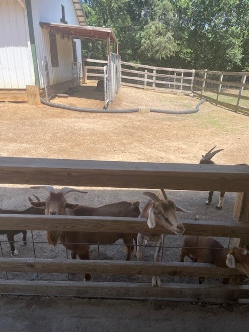 The goats at the Luray Zoo petting zoo await their feeding from tourists.