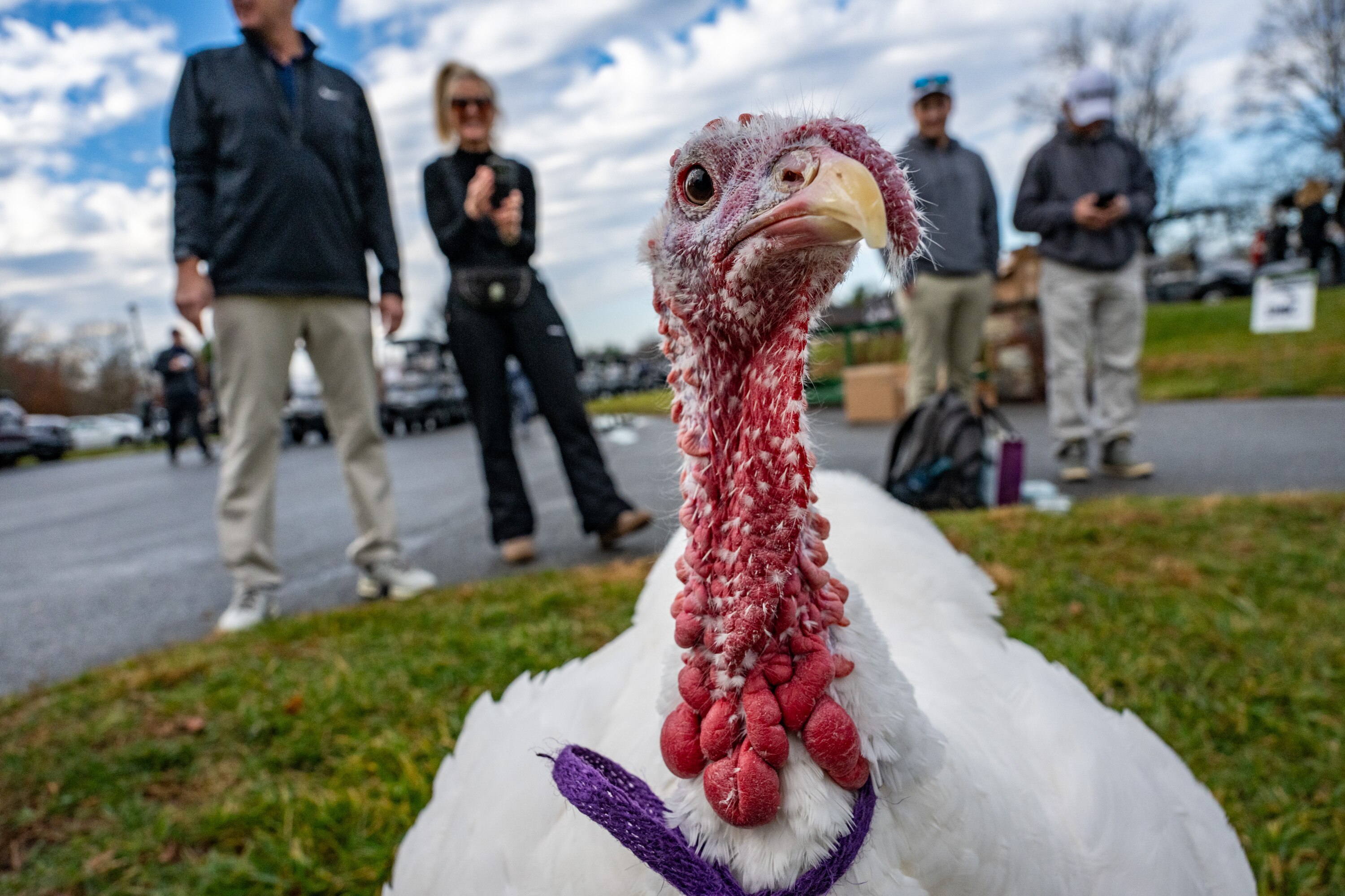 Thelma, a four-year-old Broad breasted white turkey from Burleigh Manor animal sanctuary waits to greet golfers at the Waverly Woods golf course for the annual Turkey Shootout tournament.
