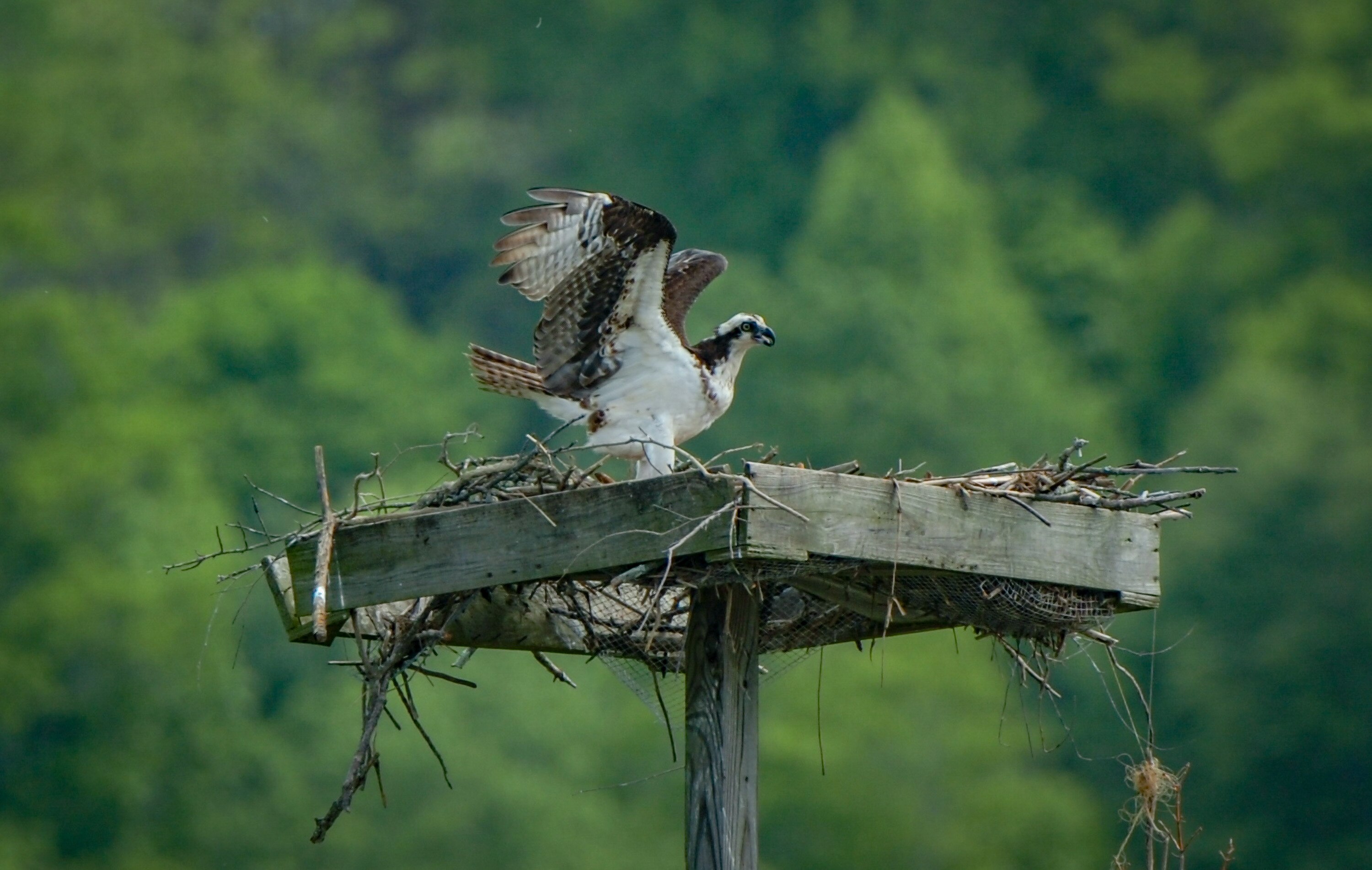 An Osprey returns to its nest on the Patapsco River near Upper Marlboro. 