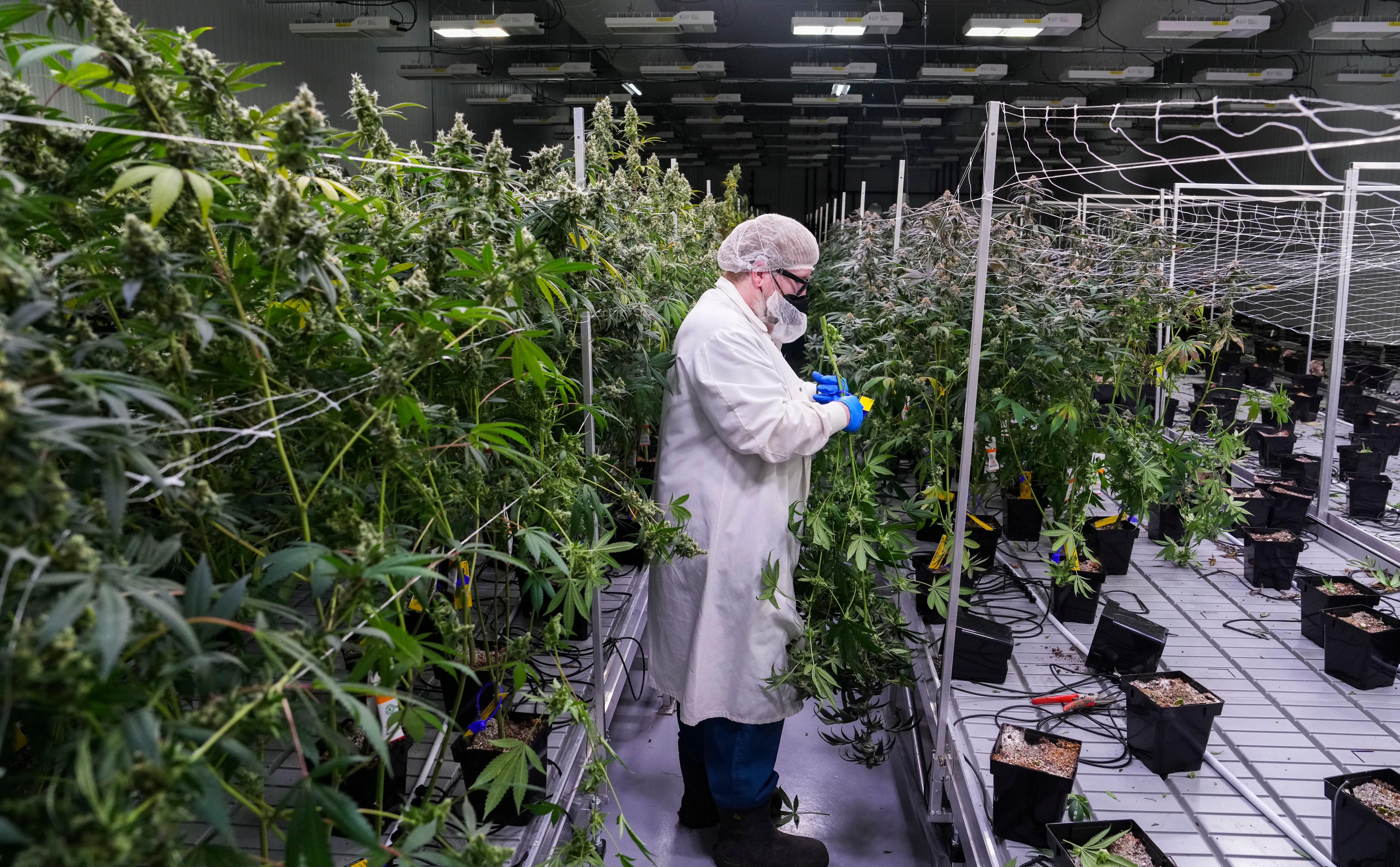 Behind the scenes at Curio Wellness