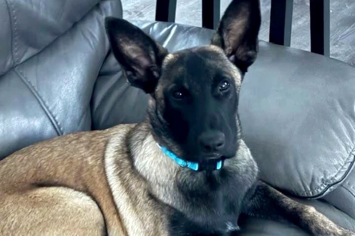 Authorities are investigating after Maisie, Shannon Smith Wood’s 11-month old Belgian Malinois, was apparently shot to death in Harwood by a neighbor who mistook her for a coyote.