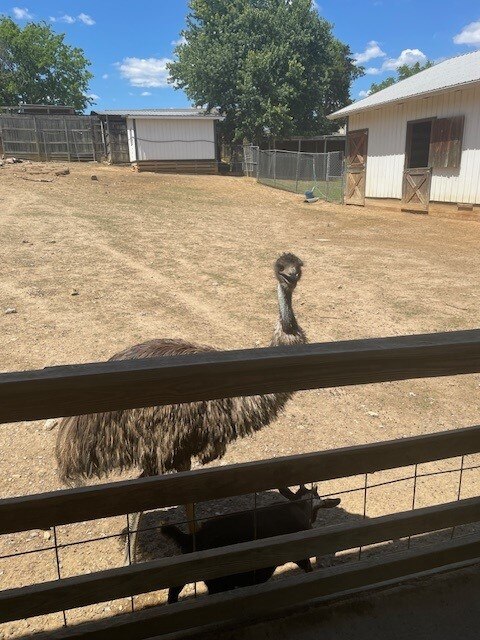 This emu was very insistent that his snack was next.