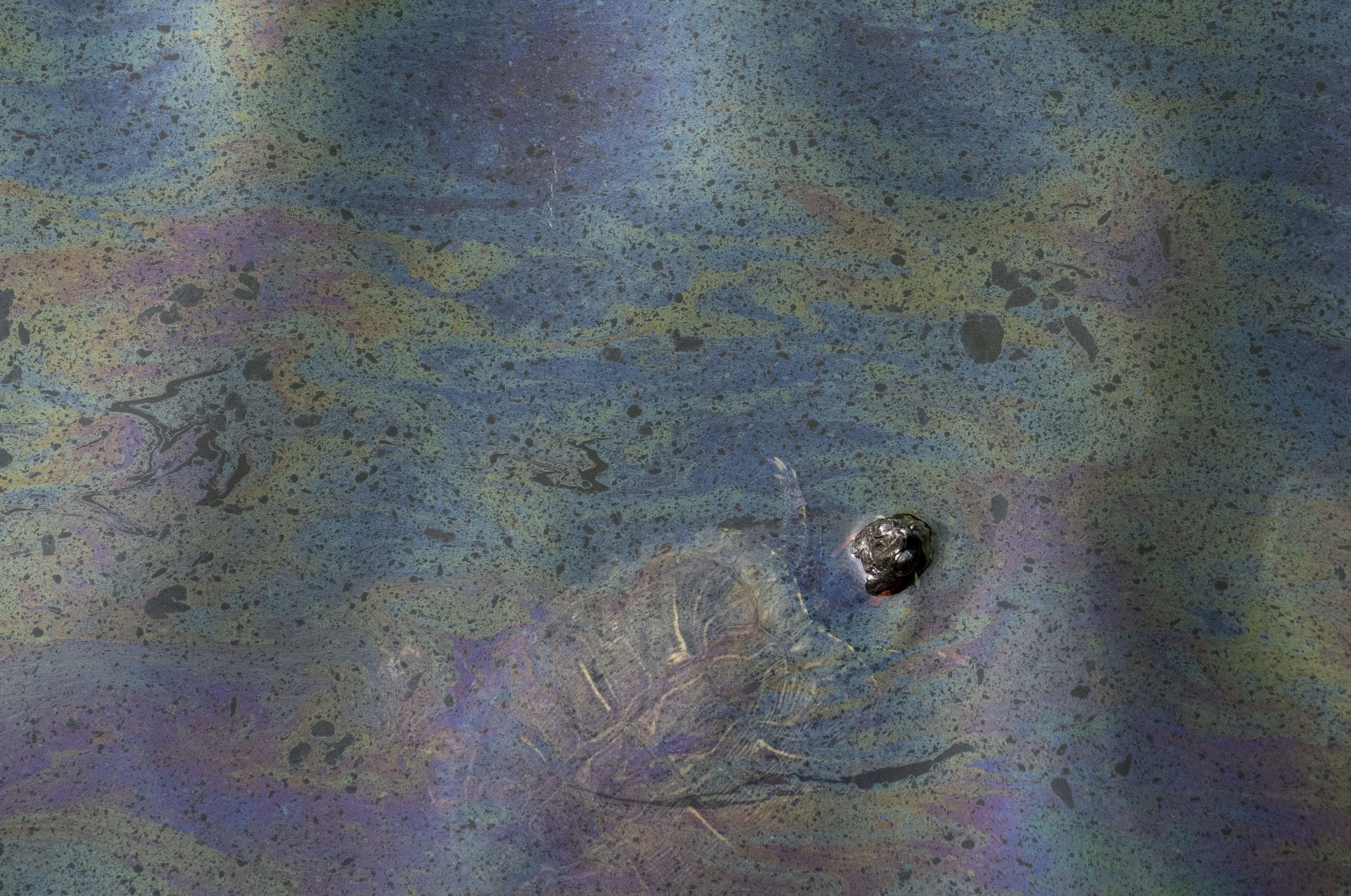 A turtle pops its head up through the water in the Lancaster Street Canal after an oil spill last week.