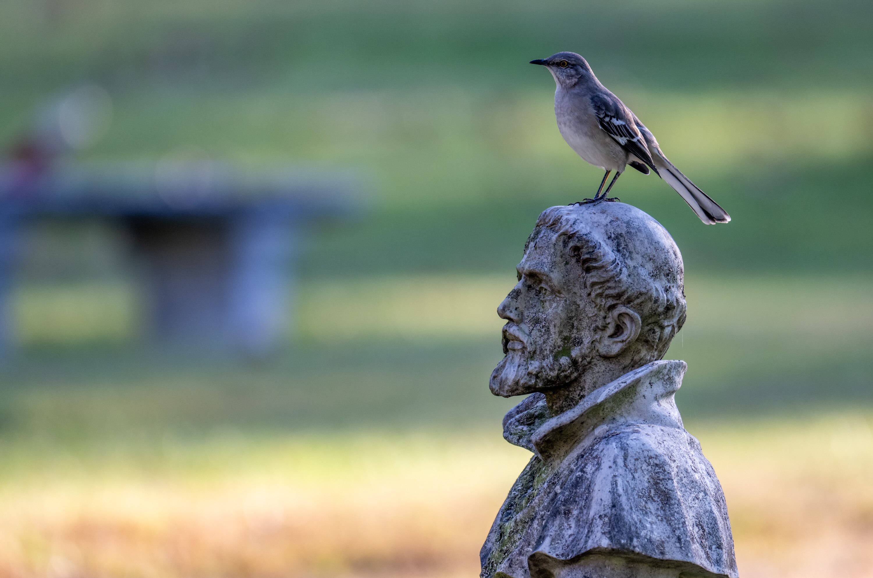 A mockingbird sits on the statue of St. Francis of Assisi at the Rosa Bonheur Memorial Park, a pet cemetery in Elkridge established in 1935.