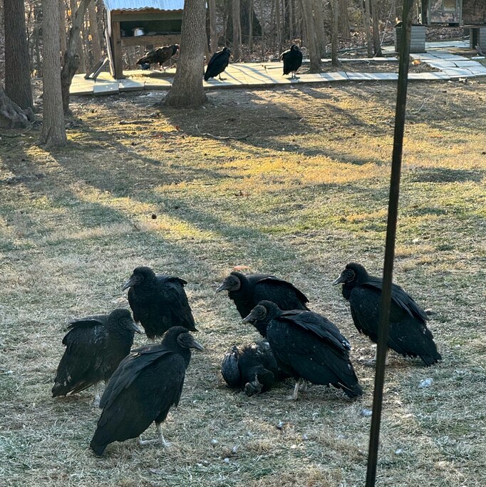 The other vultures gathered around their fallen brethren.