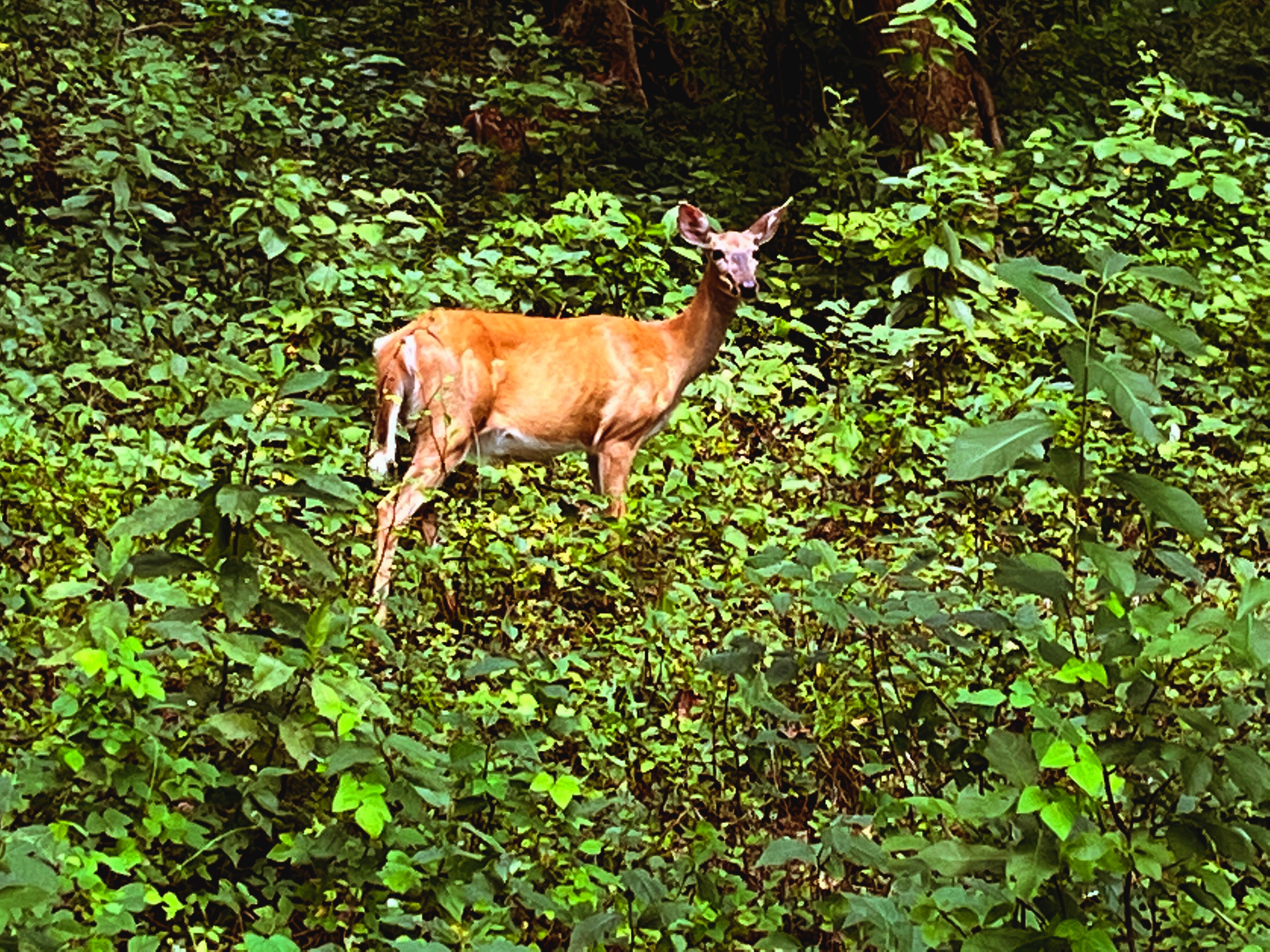 A deer in the grounds of Lake Roland Park in Baltimore County.