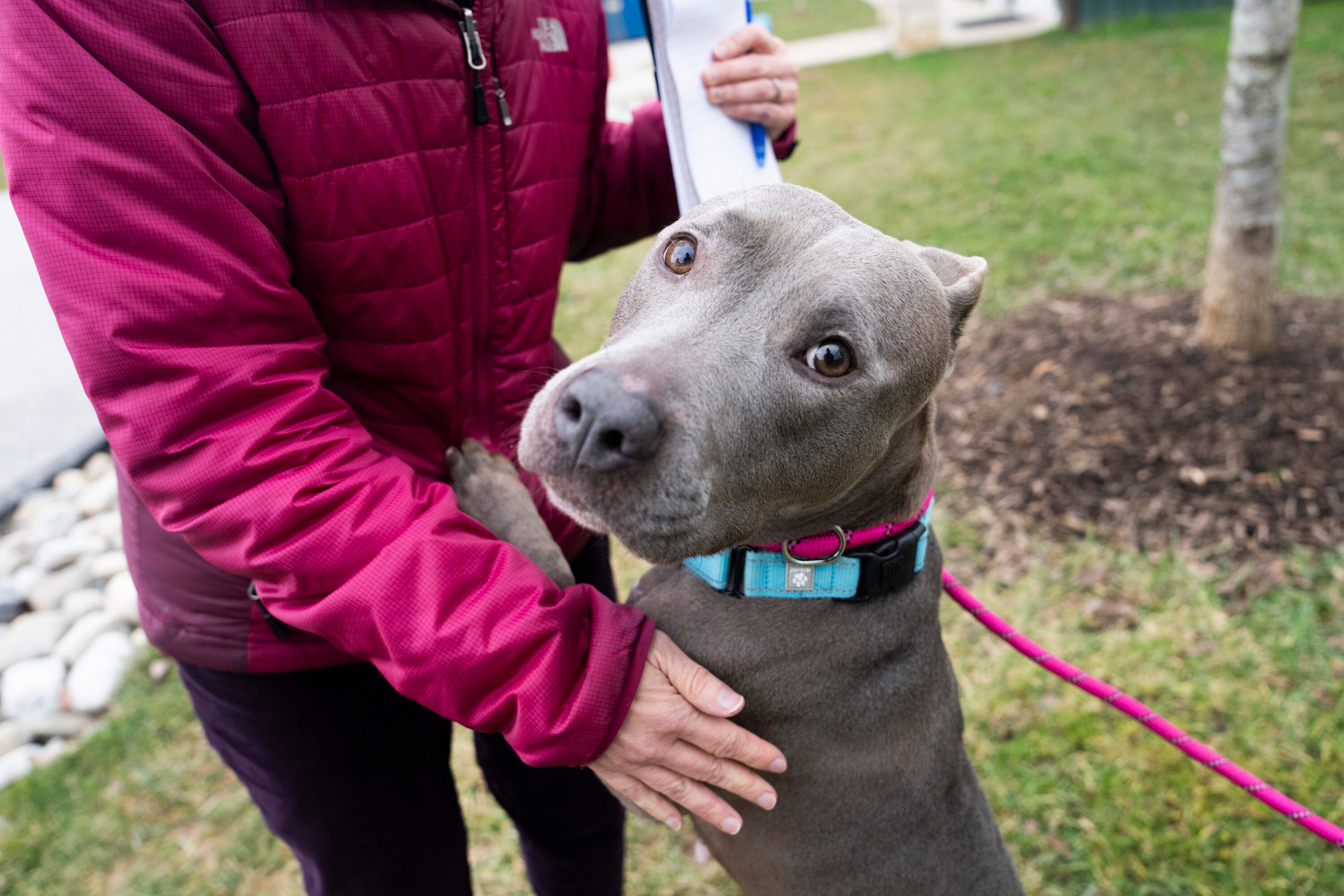 There is a growing link between the number of pets surrendered and abandoned and housing issues, including evictions and rising rents. Baltimore County Animal Services took in Storm Ray the pit bull this year. She was available for adoption as of Jan. 10.